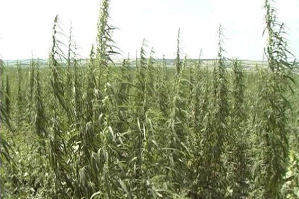 Где найти ссылку на кракен