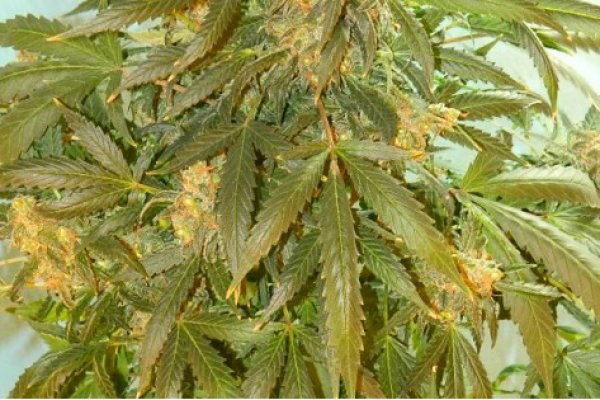 Кракен сайт kr2web in зеркало рабочее