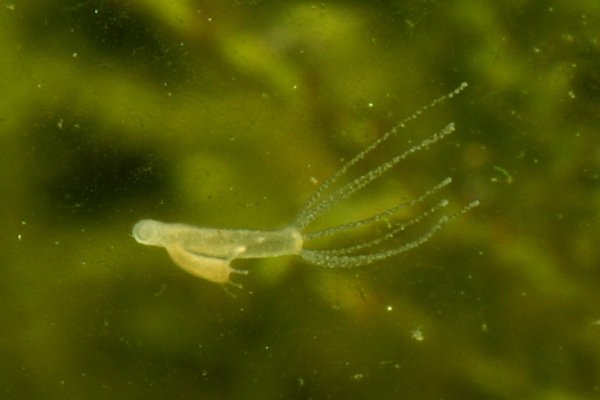 Гидра и кракен